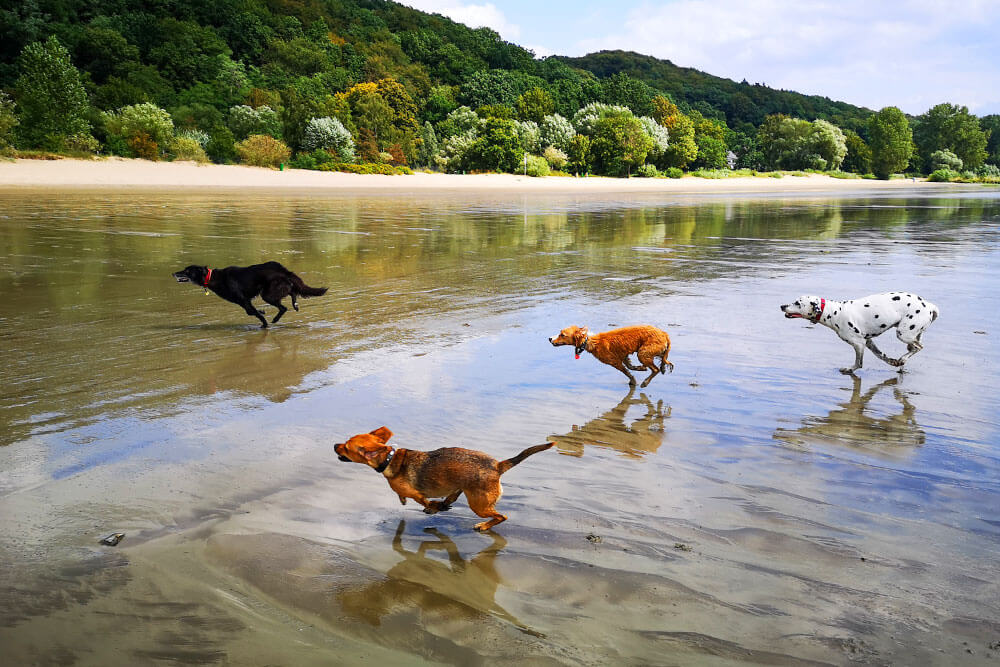 Hundebetreuung Hamburg - Gassiservice Hamburg - Gassi service Hamburg - Hundetagesbetreuung Hamburg